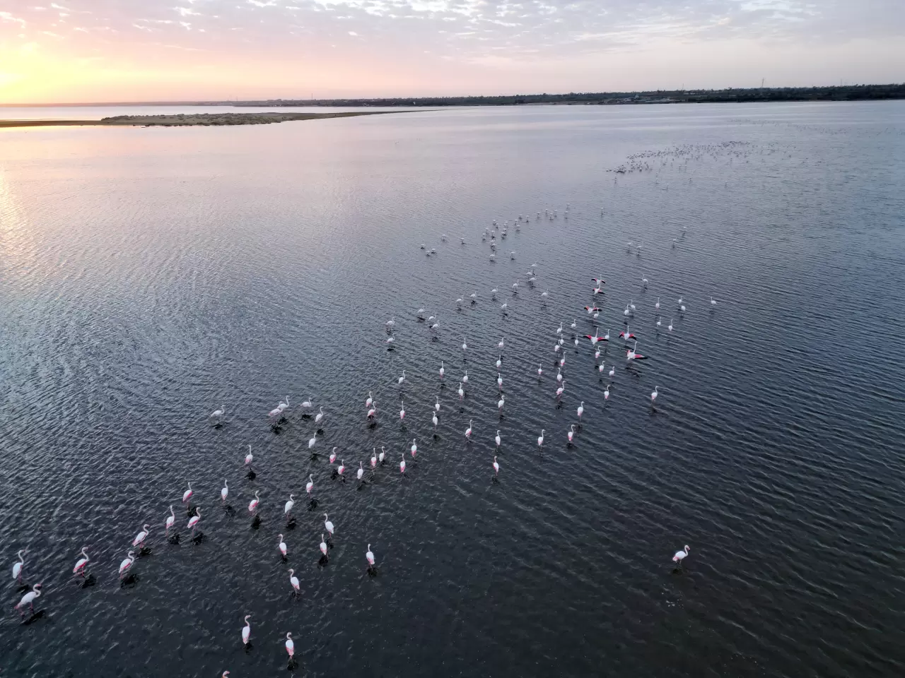 Karun Gölü'nde flamingolar görsel şölen oluşturdu 2