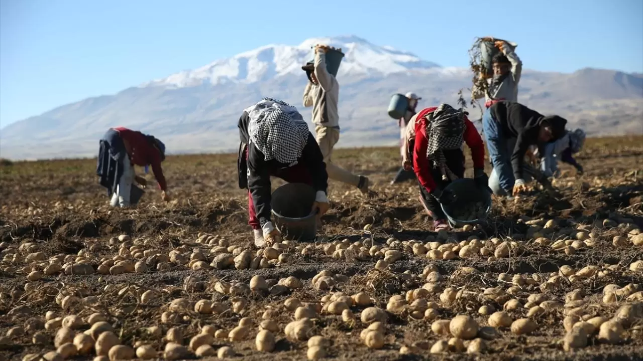 Bitlis'te patates hasadı tüm hızıyla devam ediyor: Doğu'nun tarım merkezi faaliyette! 11