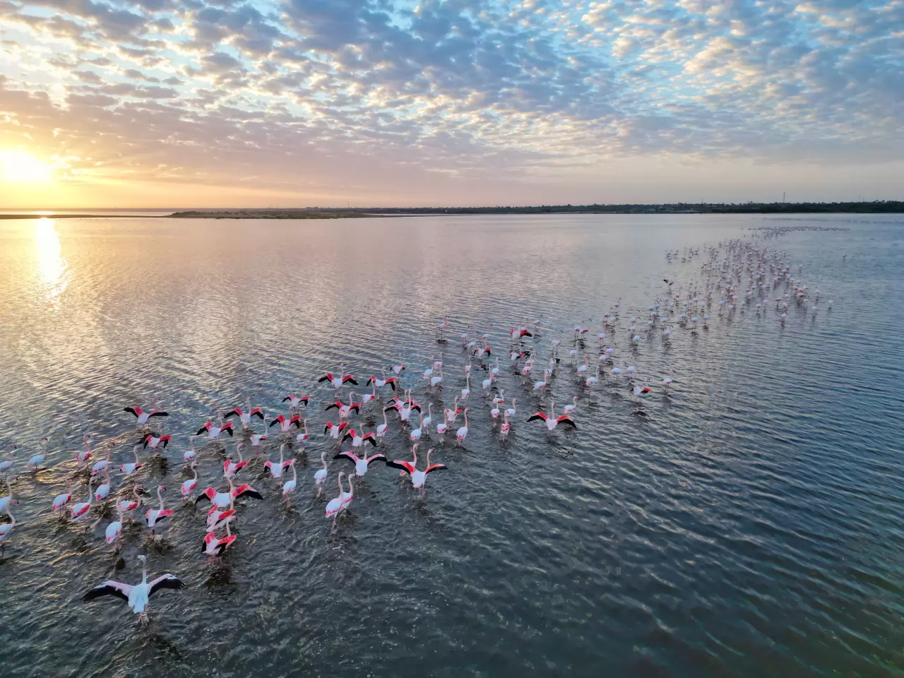 Karun Gölü'nde flamingolar görsel şölen oluşturdu 3