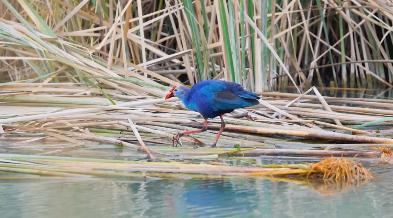 Nesli tehlikedeki 'saz horozu' Göksu Deltası'nda görüntülendi 3