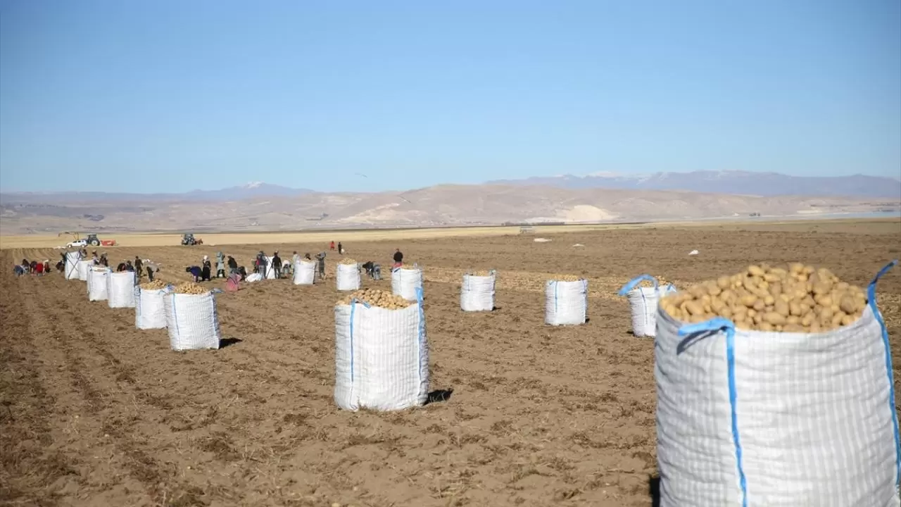 Bitlis'te patates hasadı tüm hızıyla devam ediyor: Doğu'nun tarım merkezi faaliyette! 15
