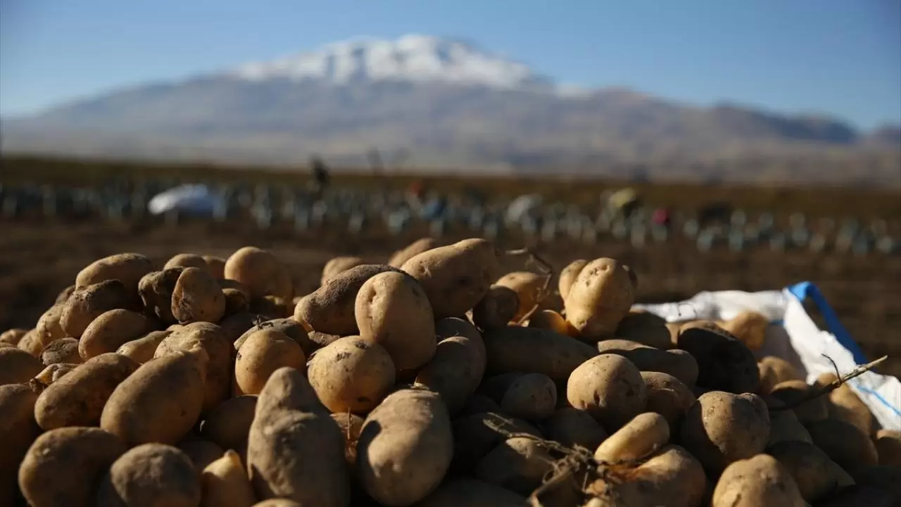 Bitlis'te patates hasadı tüm hızıyla devam ediyor: Doğu'nun tarım merkezi faaliyette! 10