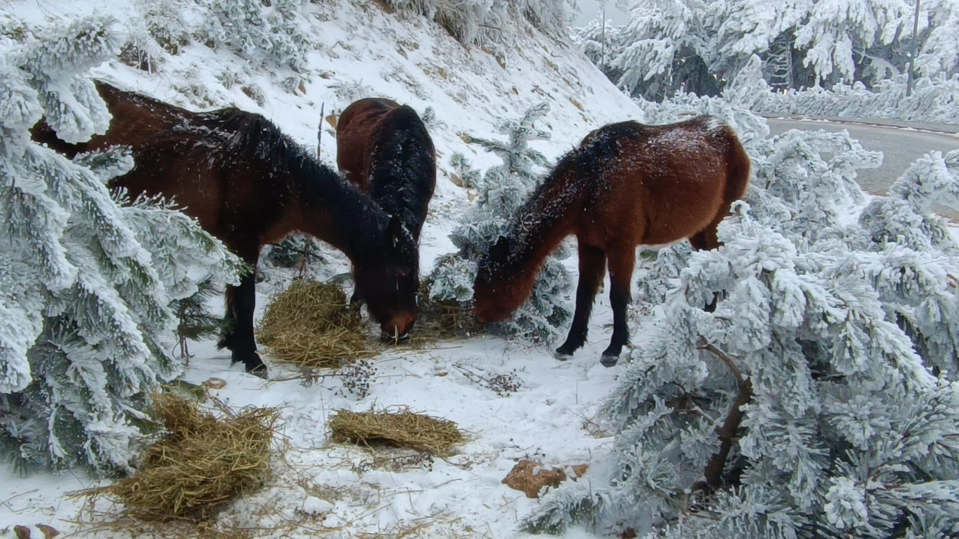 Spil Dağı'nda yaban hayvanları için doğaya yem bırakıldı 4