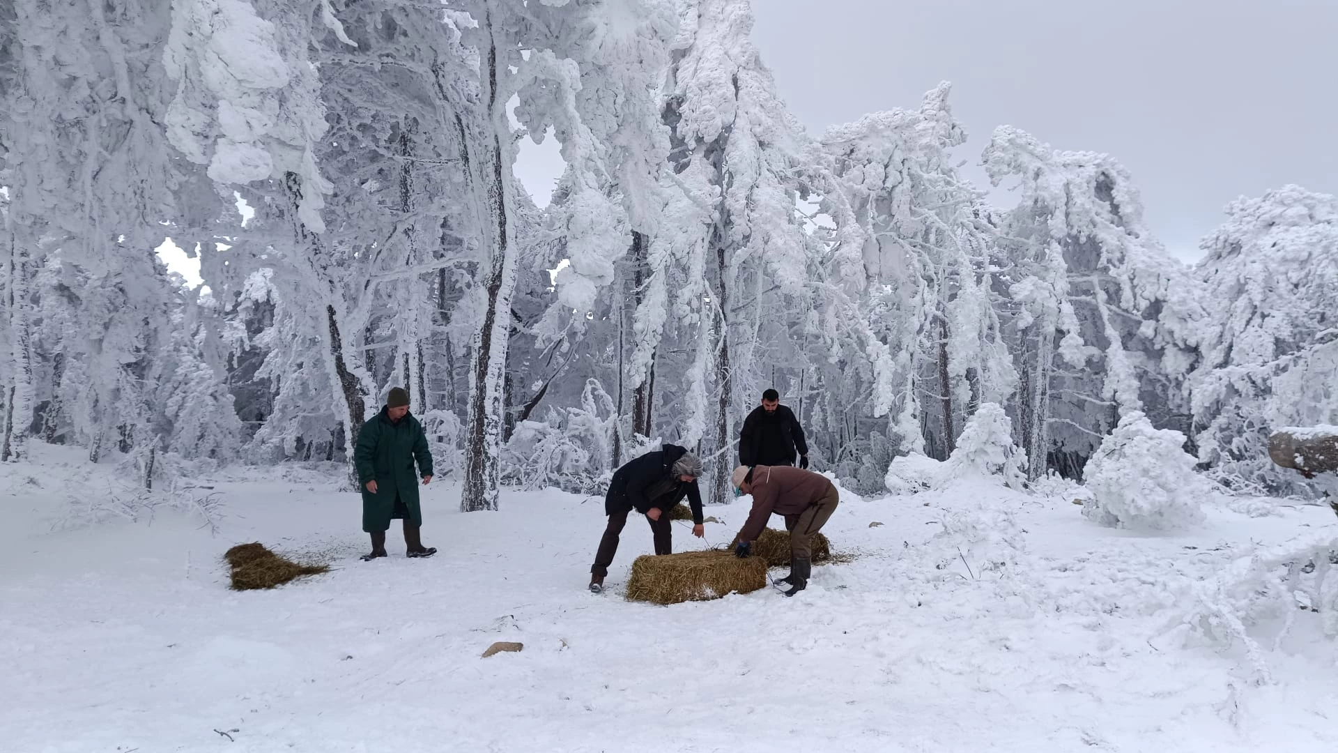 Spil Dağı'nda yaban hayvanları için doğaya yem bırakıldı 3