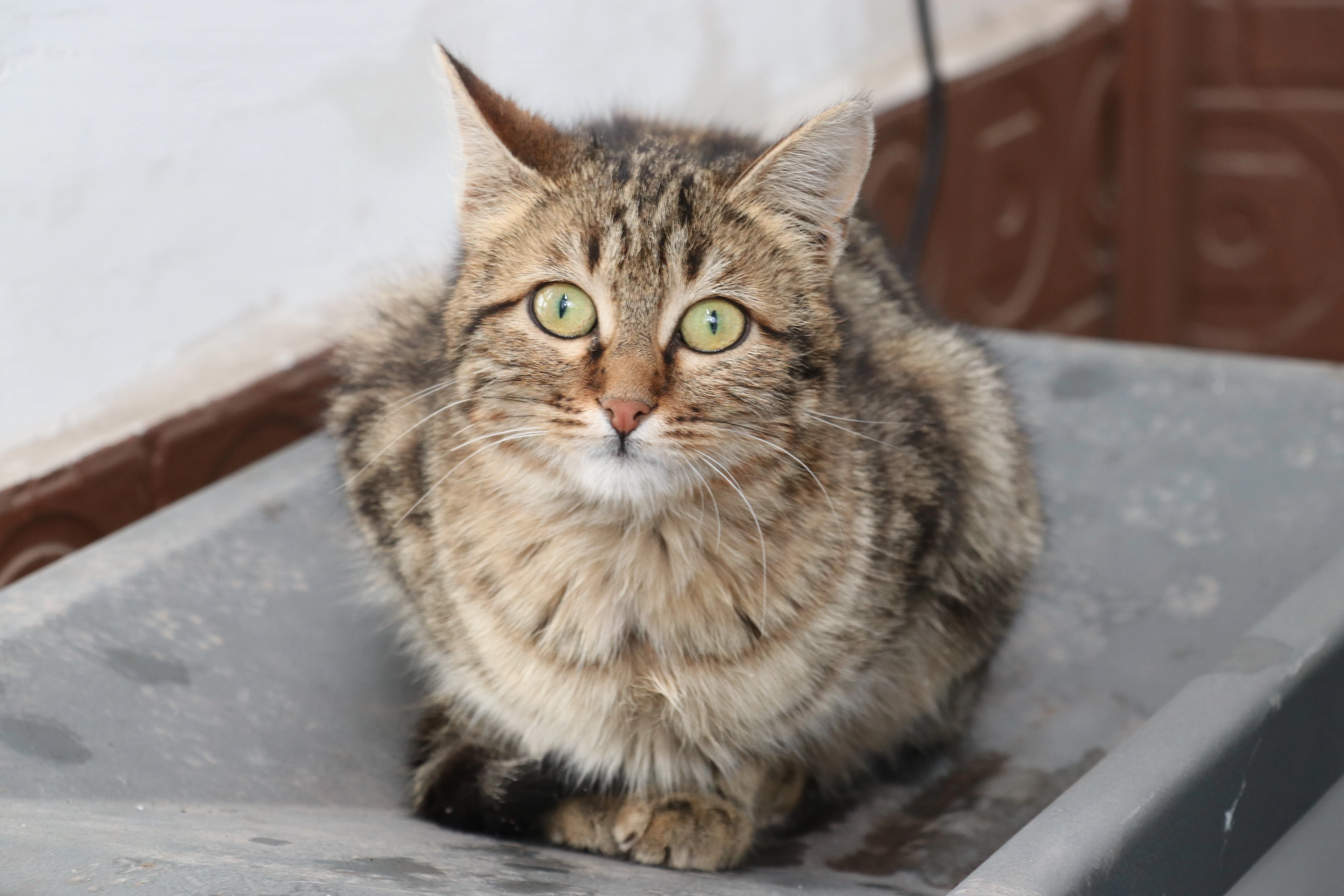 Erzurum'da donmak üzere bulunan kediler polis merkezinin sevimli maskotları oldular! 3
