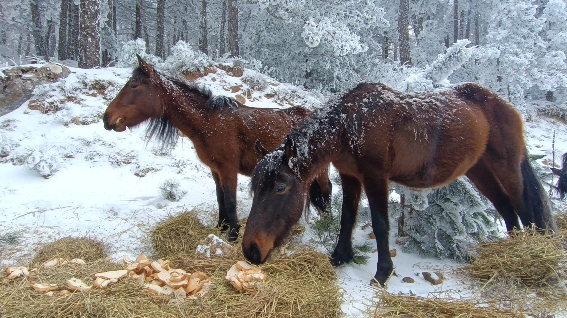 Spil Dağı'nda yaban hayvanları için doğaya yem bırakıldı 2