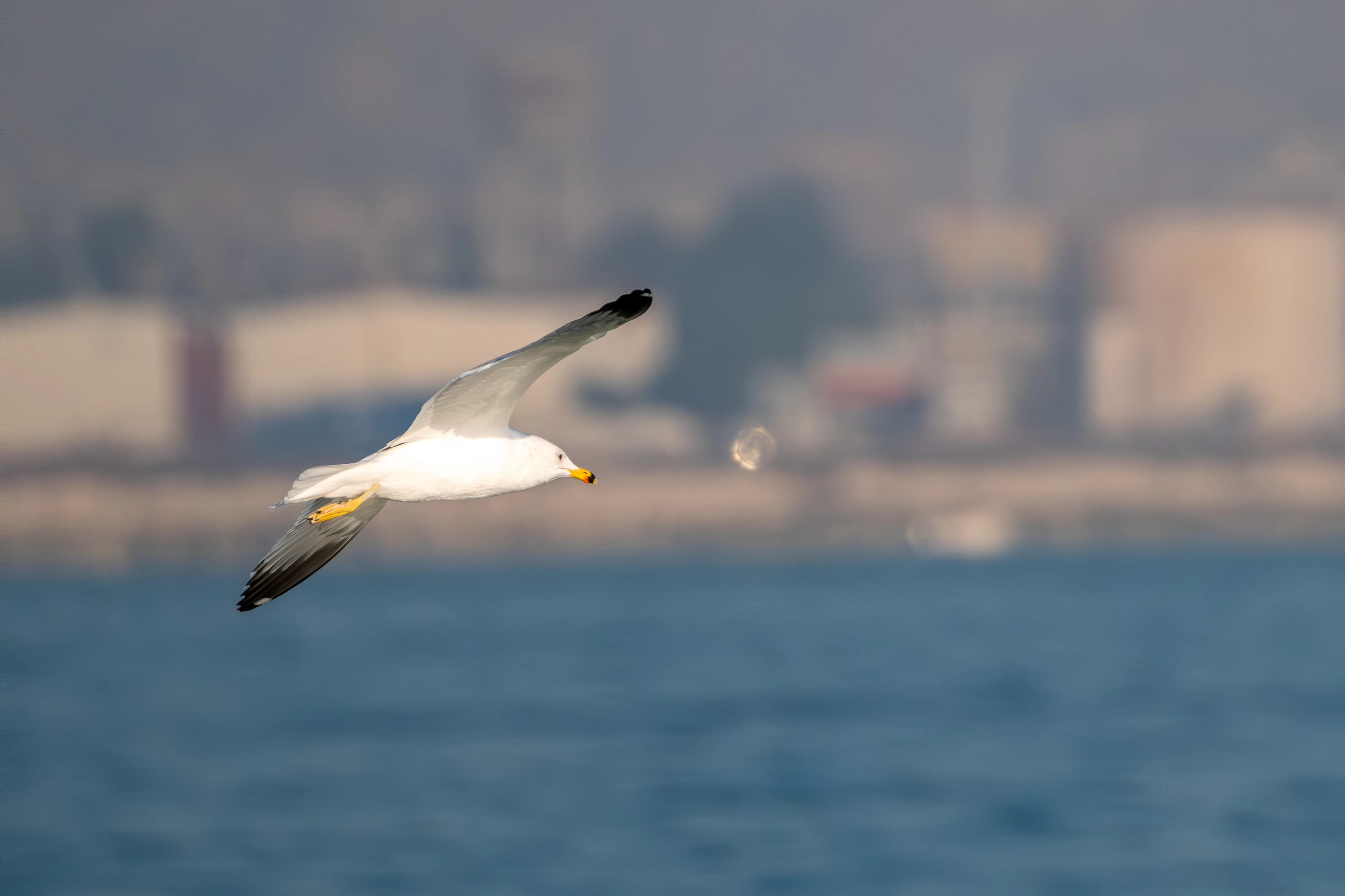 Doğu Akdeniz'deki martılar fotoğrafçıları büyüledi 5