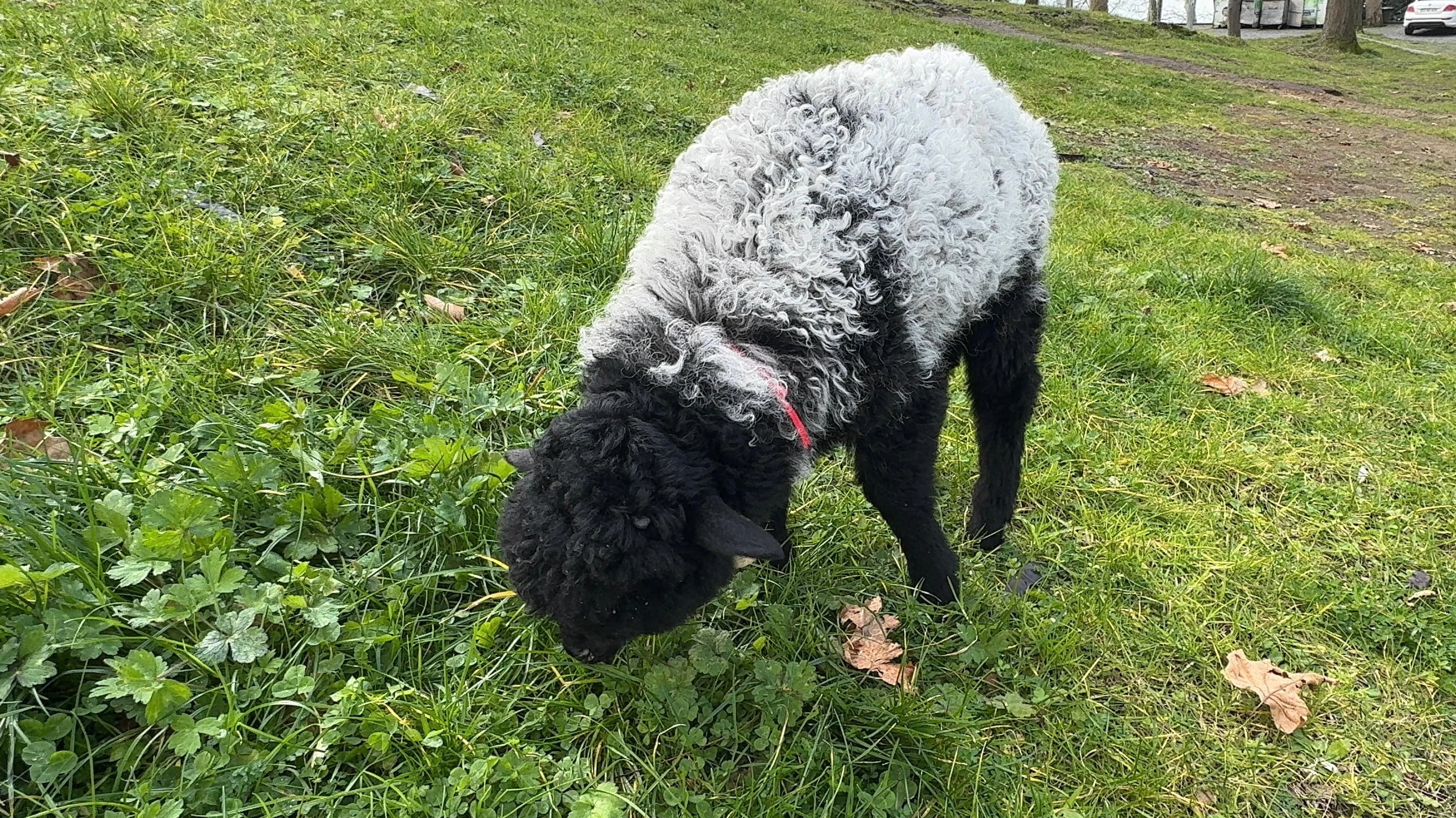 Esnaf, annesinin reddettiği kuzuyu evinde büyütüyor ve sevgiyle besliyor. 1