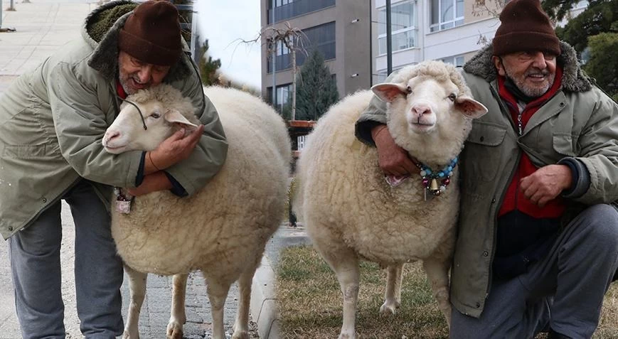 Kuzuyken aldı, 4 yıldır 'Pamuk'la geziyor! 'Kesmeye kalktım, 3 gün boyunca ağladı' 1