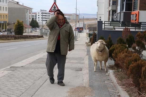 Kuzuyken aldı, 4 yıldır 'Pamuk'la geziyor! 'Kesmeye kalktım, 3 gün boyunca ağladı' 2