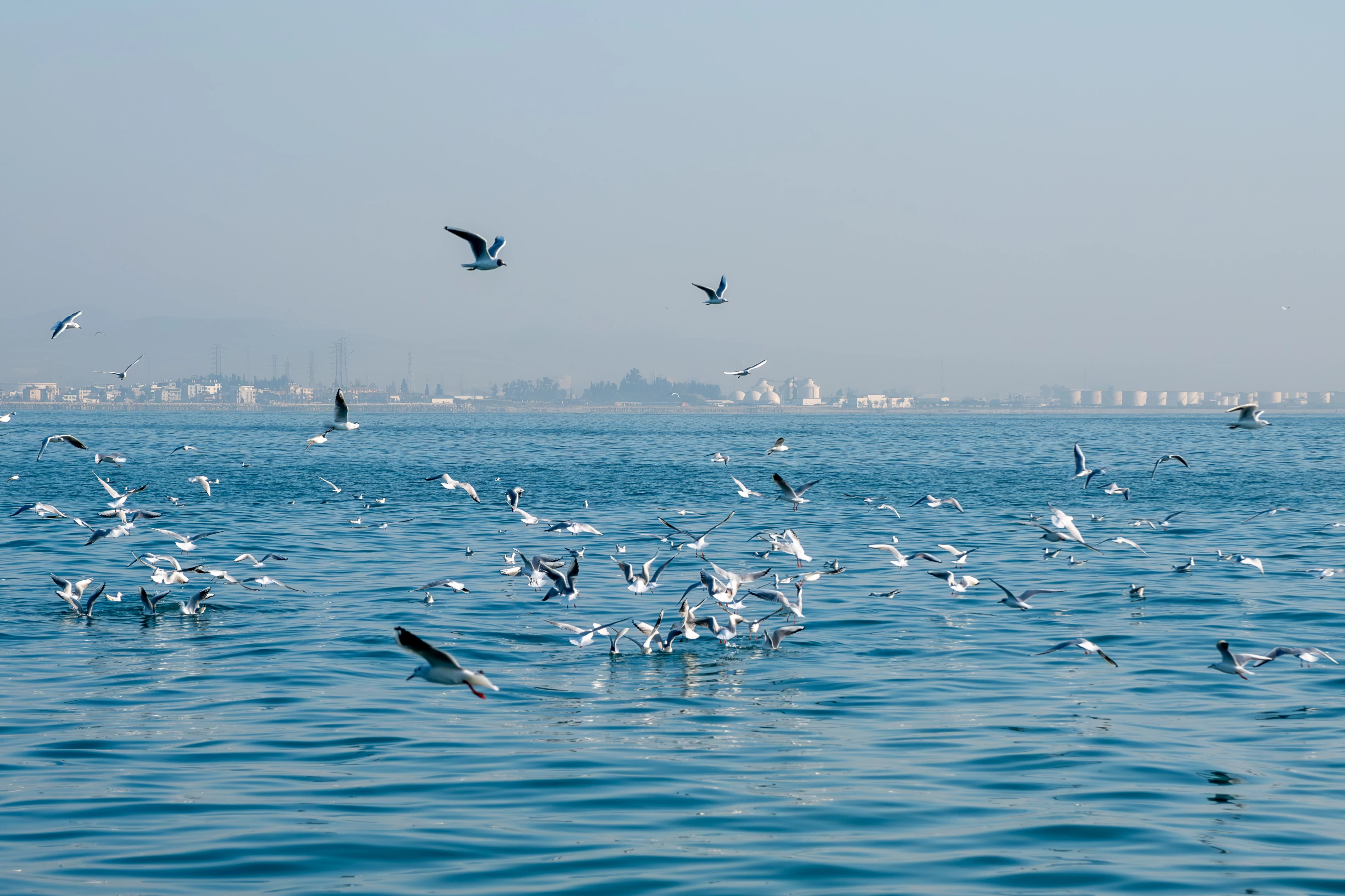 Doğu Akdeniz'deki martılar fotoğrafçıları büyüledi 6