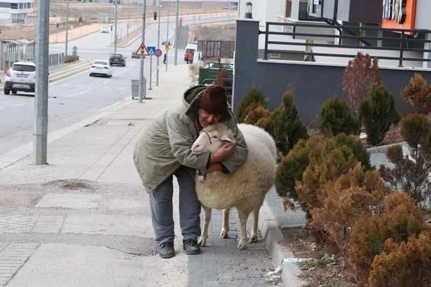 Kuzuyken aldı, 4 yıldır 'Pamuk'la geziyor! 'Kesmeye kalktım, 3 gün boyunca ağladı' 9