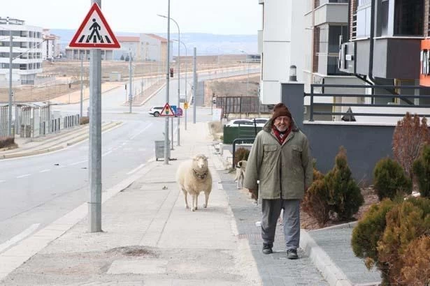 Kuzuyken aldı, 4 yıldır 'Pamuk'la geziyor! 'Kesmeye kalktım, 3 gün boyunca ağladı' 5