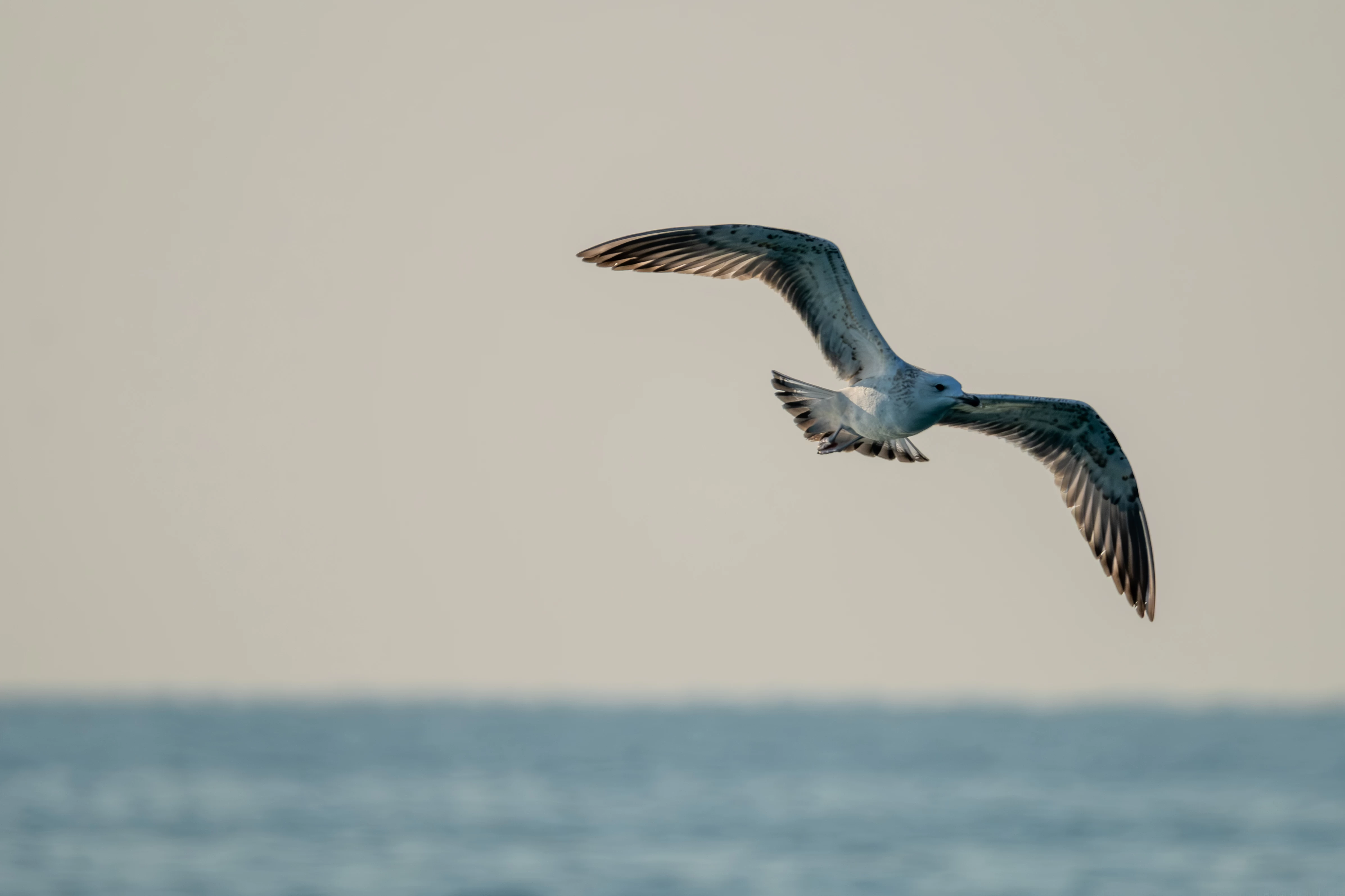 Doğu Akdeniz'deki martılar fotoğrafçıları büyüledi 4