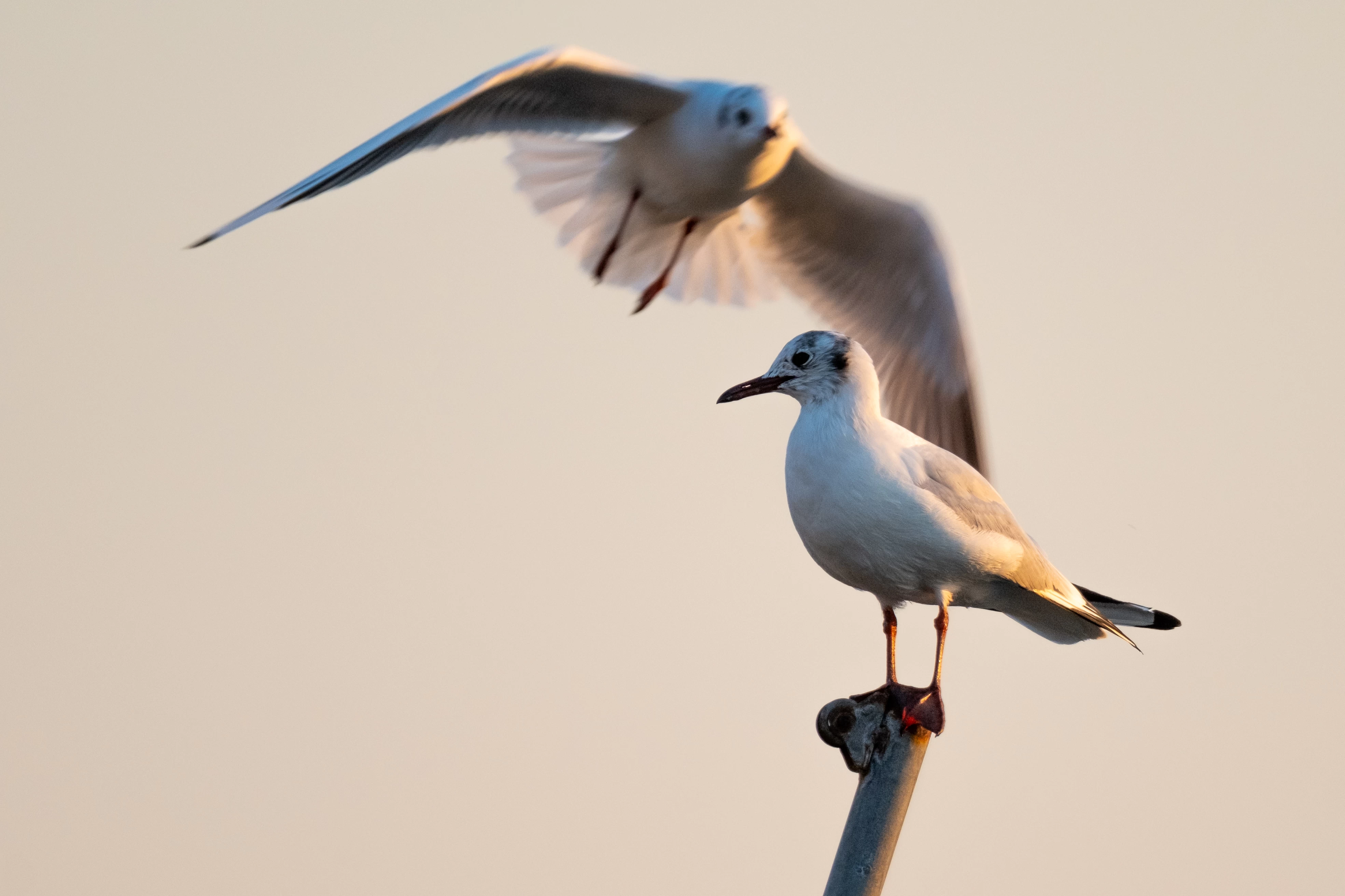 Doğu Akdeniz'deki martılar fotoğrafçıları büyüledi 1