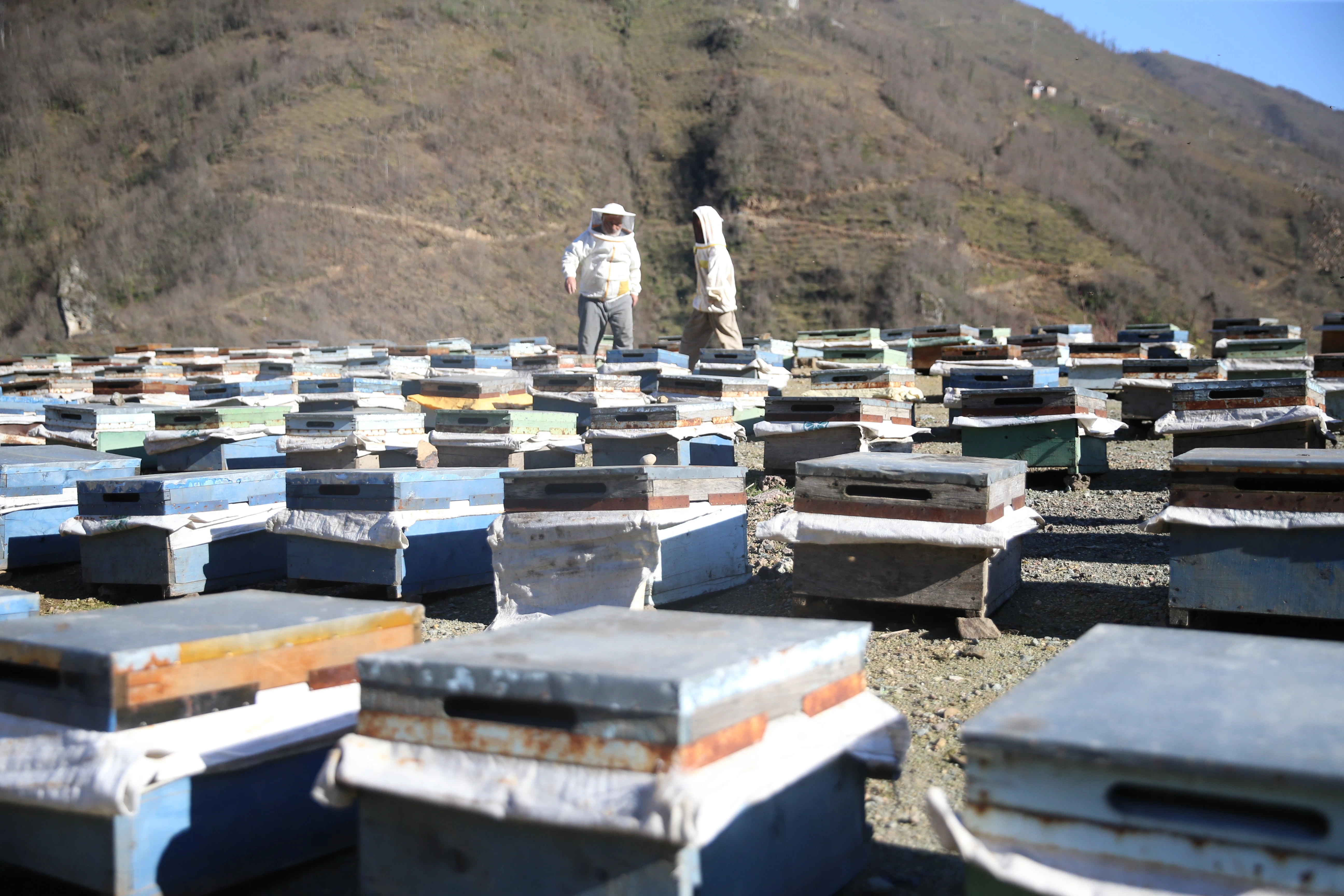 Ordu'da 50 yıldır kaliteli bal üretimine adanmış bir hayat 3