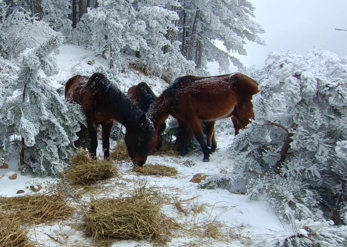 Spil Dağı'nda yaban hayvanları için doğaya yem bırakıldı 1