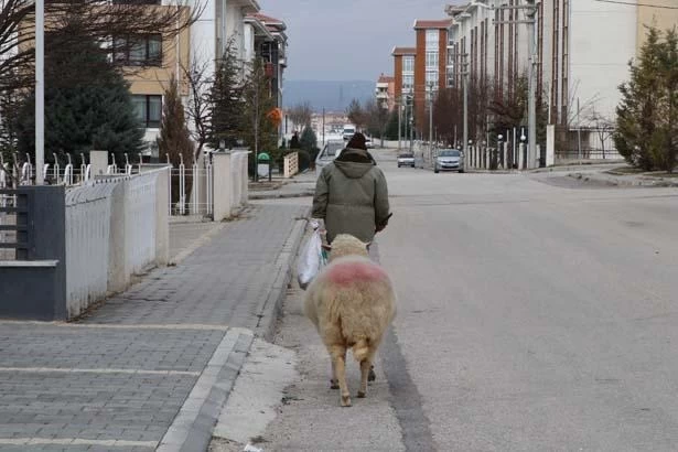 Kuzuyken aldı, 4 yıldır 'Pamuk'la geziyor! 'Kesmeye kalktım, 3 gün boyunca ağladı' 6