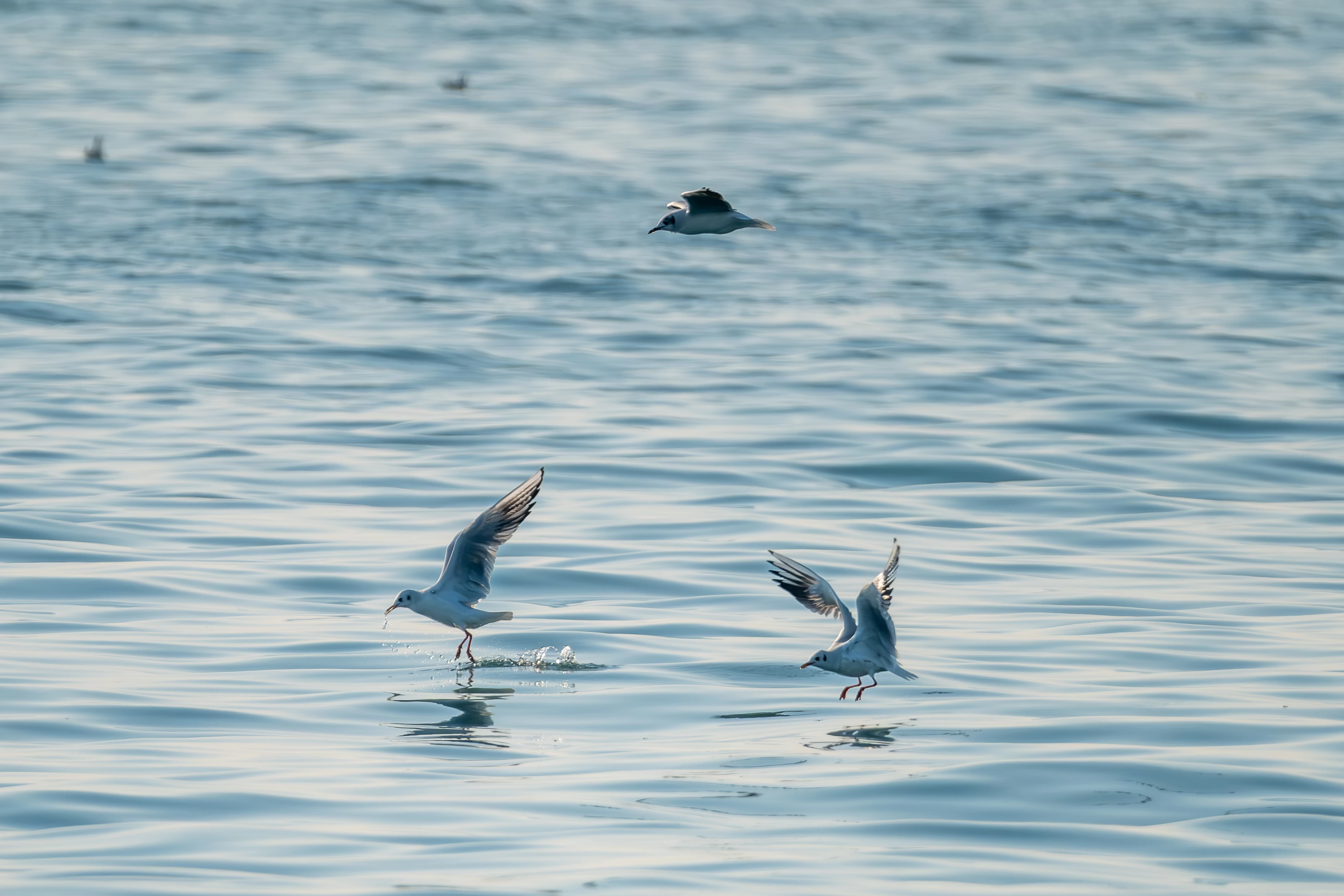 Doğu Akdeniz'deki martılar fotoğrafçıları büyüledi 3