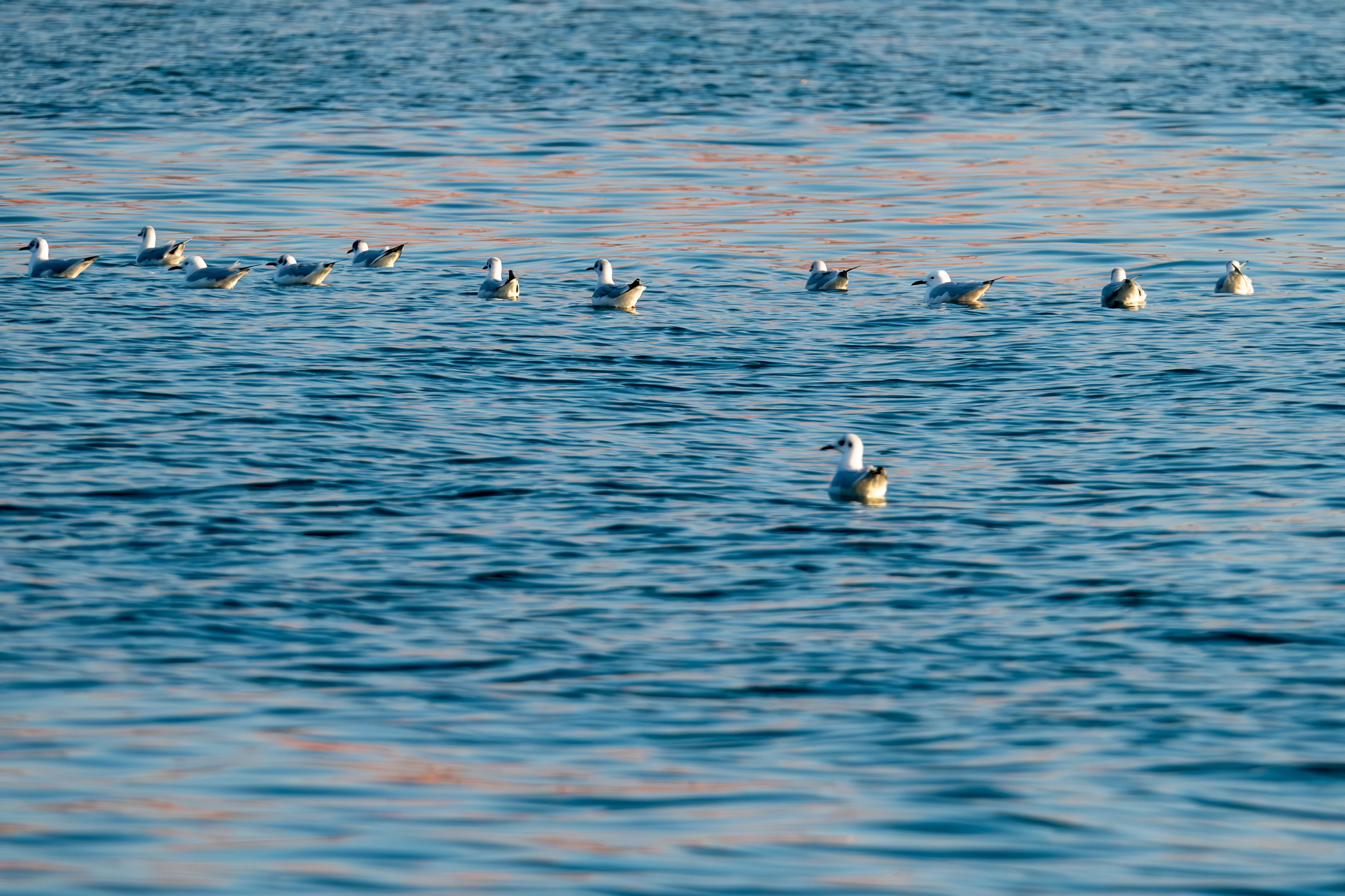 Doğu Akdeniz'deki martılar fotoğrafçıları büyüledi 2
