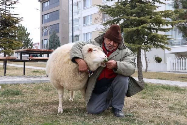 Kuzuyken aldı, 4 yıldır 'Pamuk'la geziyor! 'Kesmeye kalktım, 3 gün boyunca ağladı' 8