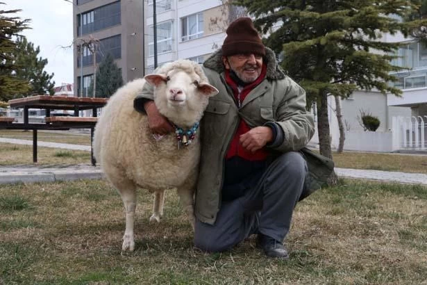Kuzuyken aldı, 4 yıldır 'Pamuk'la geziyor! 'Kesmeye kalktım, 3 gün boyunca ağladı' 3