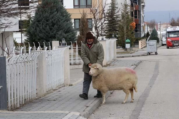 Kuzuyken aldı, 4 yıldır 'Pamuk'la geziyor! 'Kesmeye kalktım, 3 gün boyunca ağladı' 4