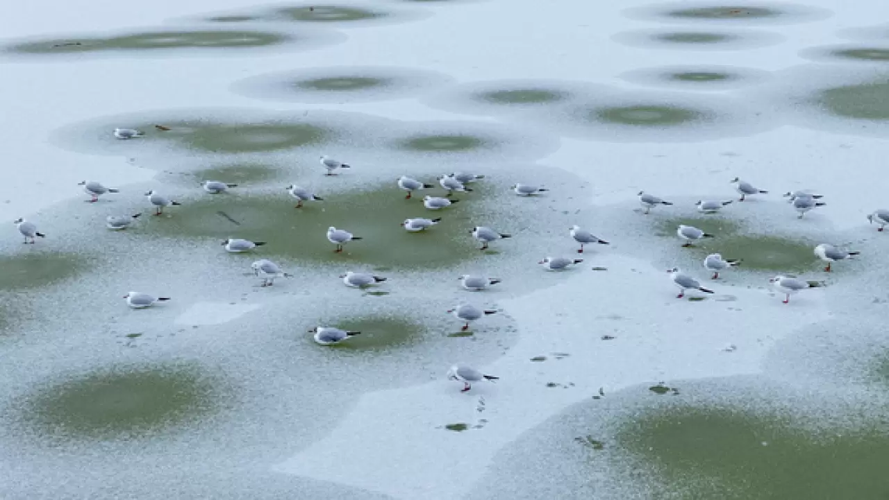 Ankara’da Mogan Gölü dondu 1