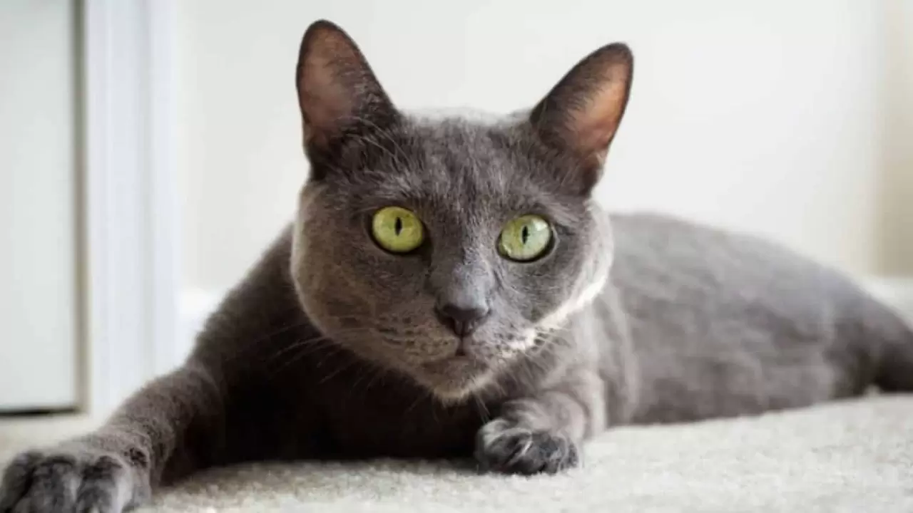 En az sahiplenilen kediler arasında yer alıyordu; Meğer IQ seviyesi en yüksek türmüş 10