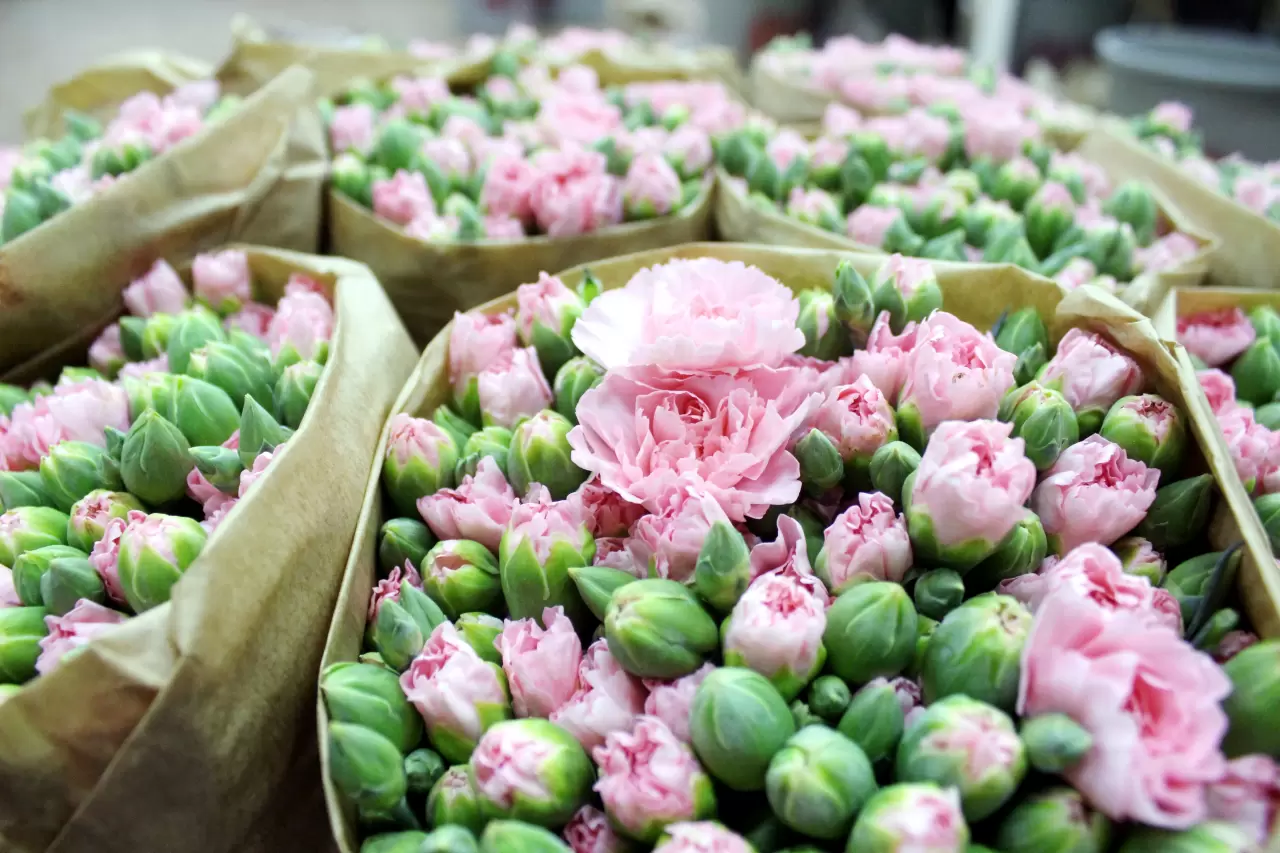 Antalya çiçek açtı: 850 milyon dal üretildi 3