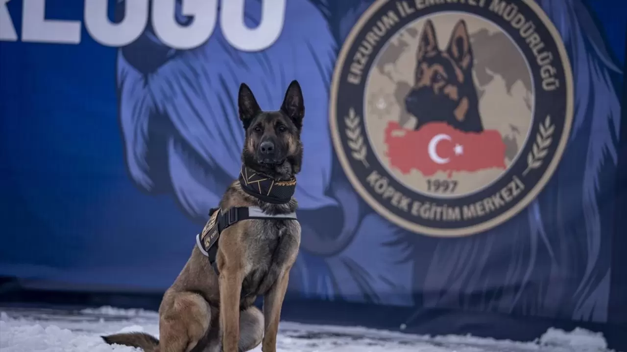 Erzurum'da polis köpekleri için yüksek irtifa eğitim üssü kuruldu 12