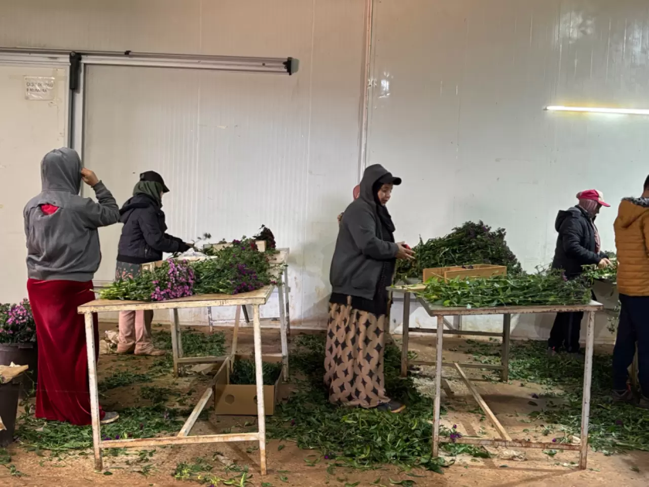 Antalya çiçek açtı: 850 milyon dal üretildi 1