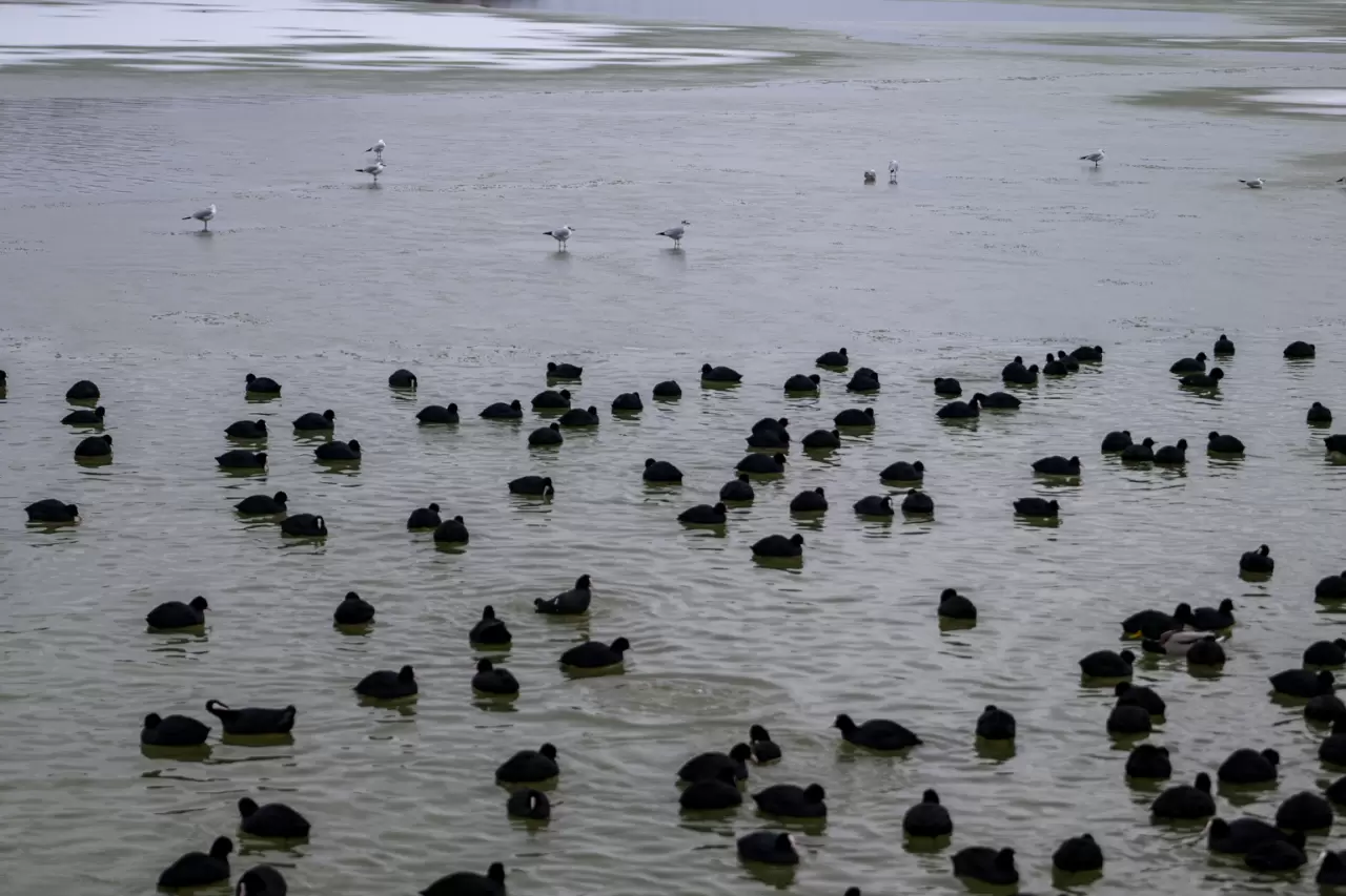 Ankara’da Mogan Gölü dondu 37