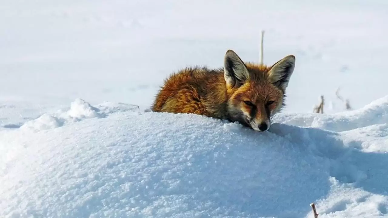 Meteoroloji uyardı: Türkiye genelinde fırtına ve don etkili olacak! İl il hava durumu 6
