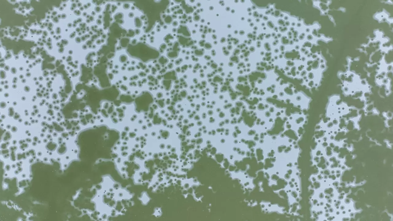 Ankara’da Mogan Gölü dondu 2