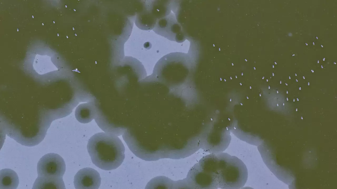 Ankara’da Mogan Gölü dondu 9