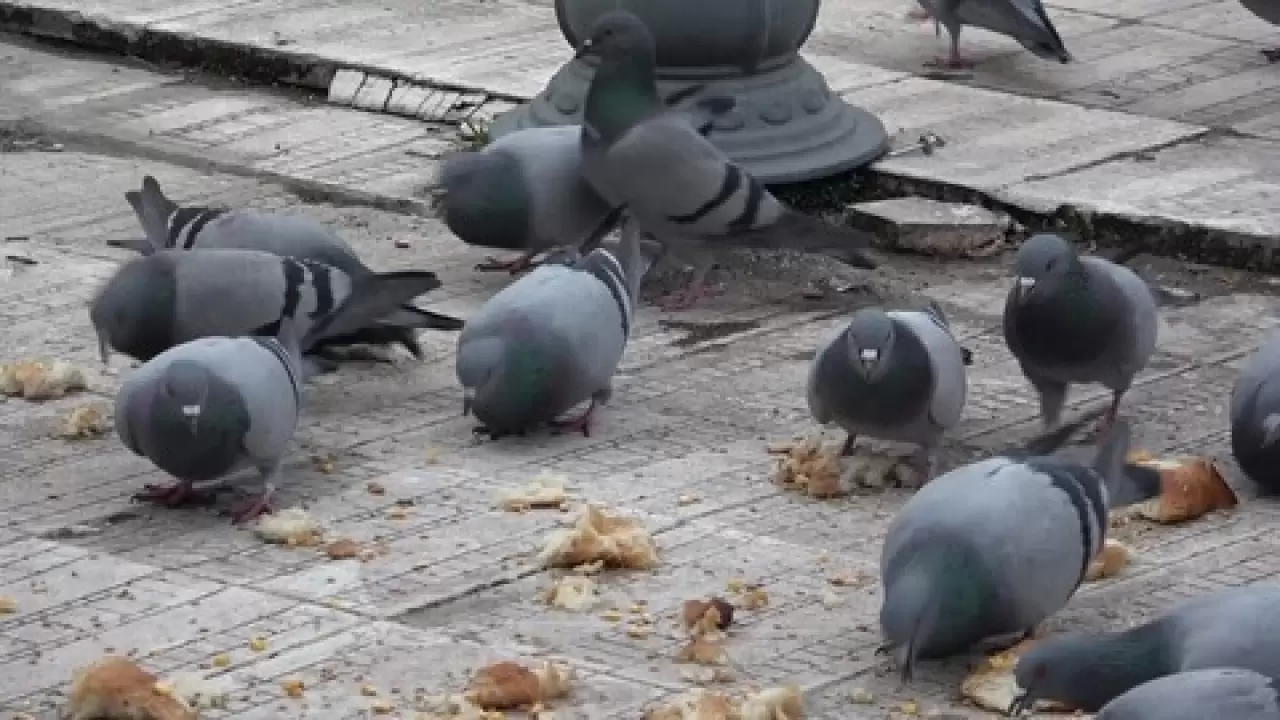 84 yaşındaki “Yemci Dede” 20 yıldır sokak güvercinlerini besliyor 7