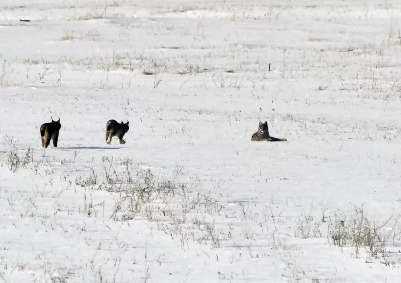 Elazığ’da vaşak ailesi görüntülendi 1