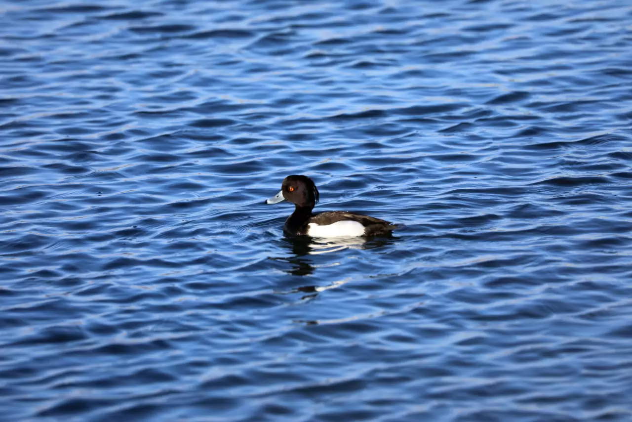 Doğada nadir görülen 3 kuş türü Ağrı Dağı'nda kayıt altına alındı 2