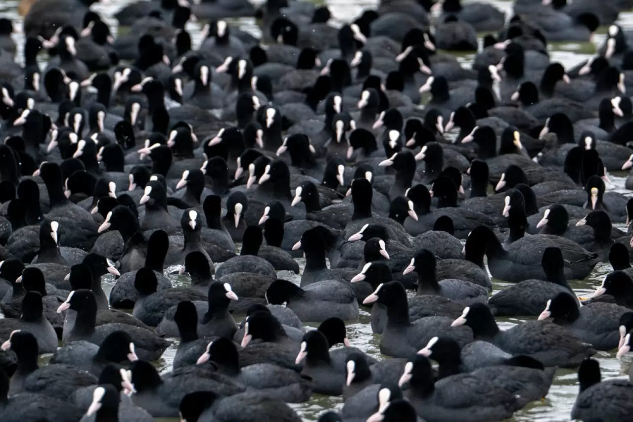 Ankara’da Mogan Gölü dondu 36