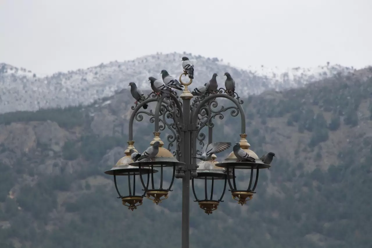 84 yaşındaki “Yemci Dede” 20 yıldır sokak güvercinlerini besliyor 4