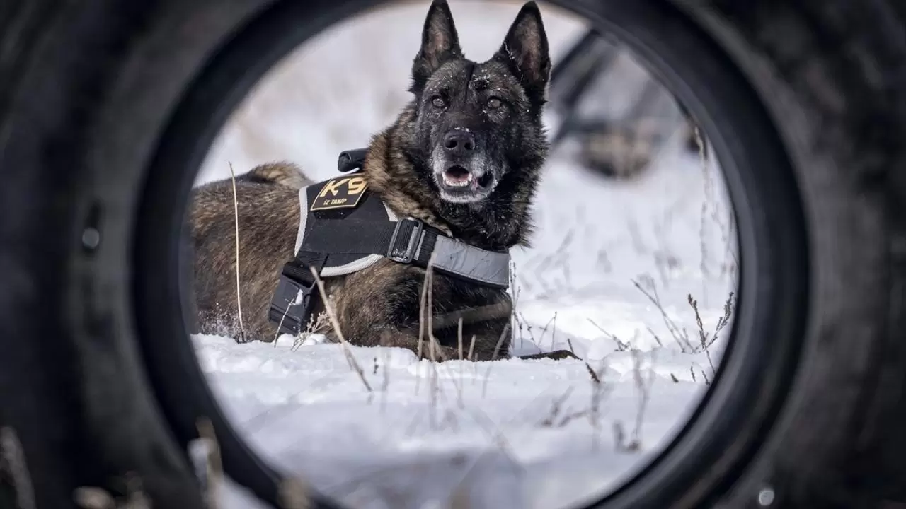 Erzurum'da polis köpekleri için yüksek irtifa eğitim üssü kuruldu 5