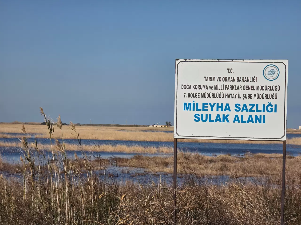 Tamamen kuruyan Milleyha yeniden hayat buldu! 2