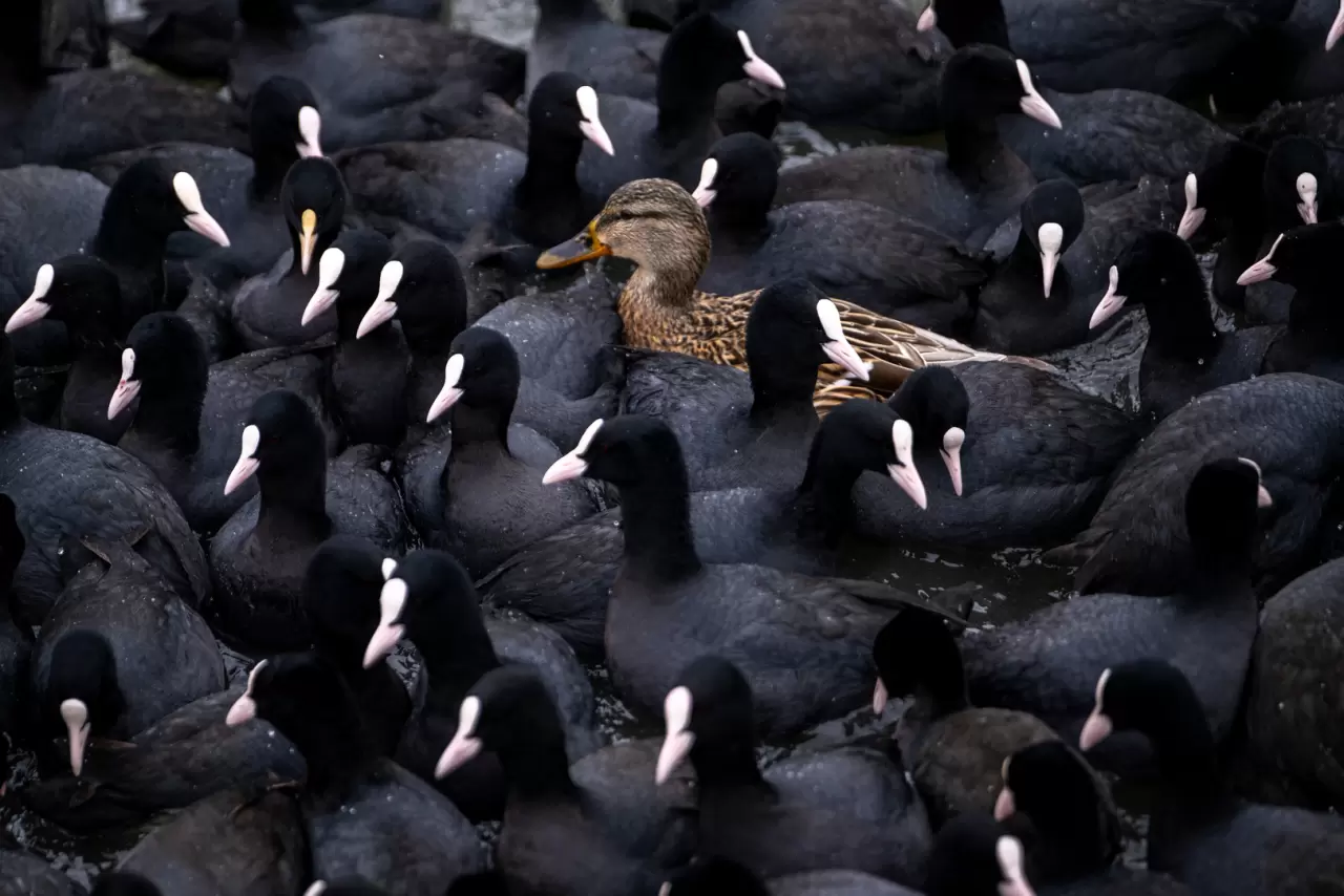 Ankara’da Mogan Gölü dondu 35