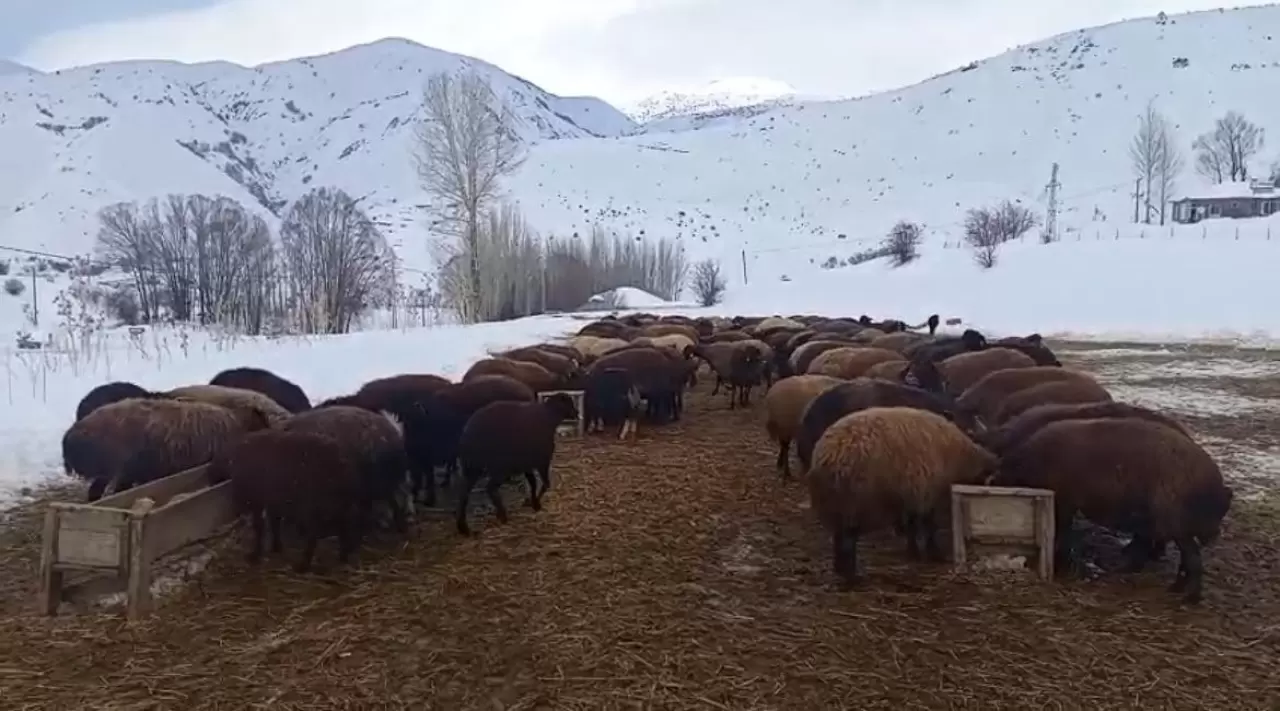 Karlıova'da ağır kış şartları besicileri zor durumda bıraktı 4