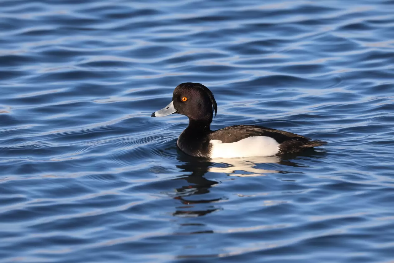 Doğada nadir görülen 3 kuş türü Ağrı Dağı'nda kayıt altına alındı 1