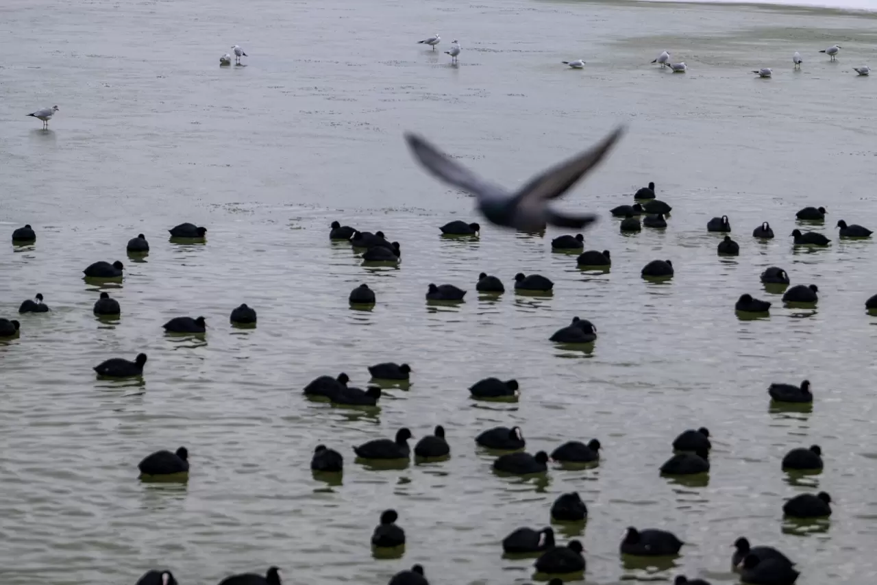 Ankara’da Mogan Gölü dondu 38