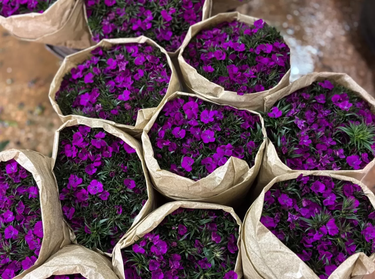 Antalya çiçek açtı: 850 milyon dal üretildi 6