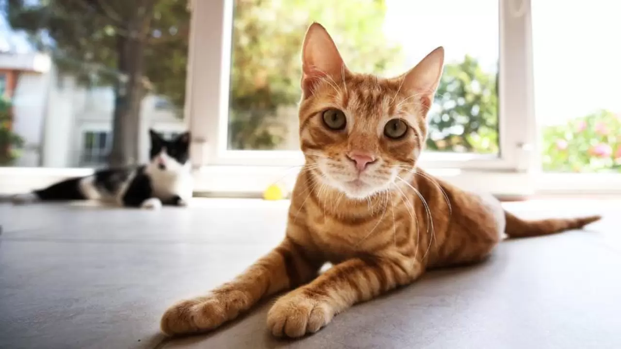 En az sahiplenilen kediler arasında yer alıyordu; Meğer IQ seviyesi en yüksek türmüş 4