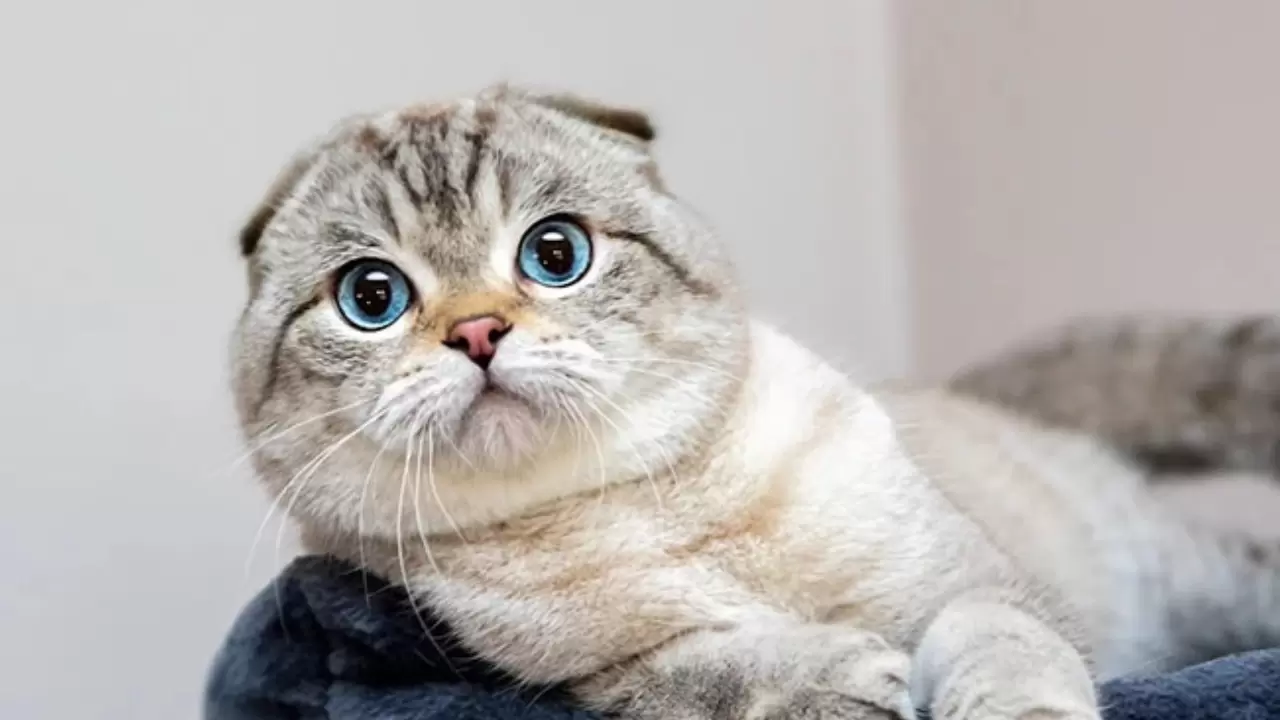 En az sahiplenilen kediler arasında yer alıyordu; Meğer IQ seviyesi en yüksek türmüş 12